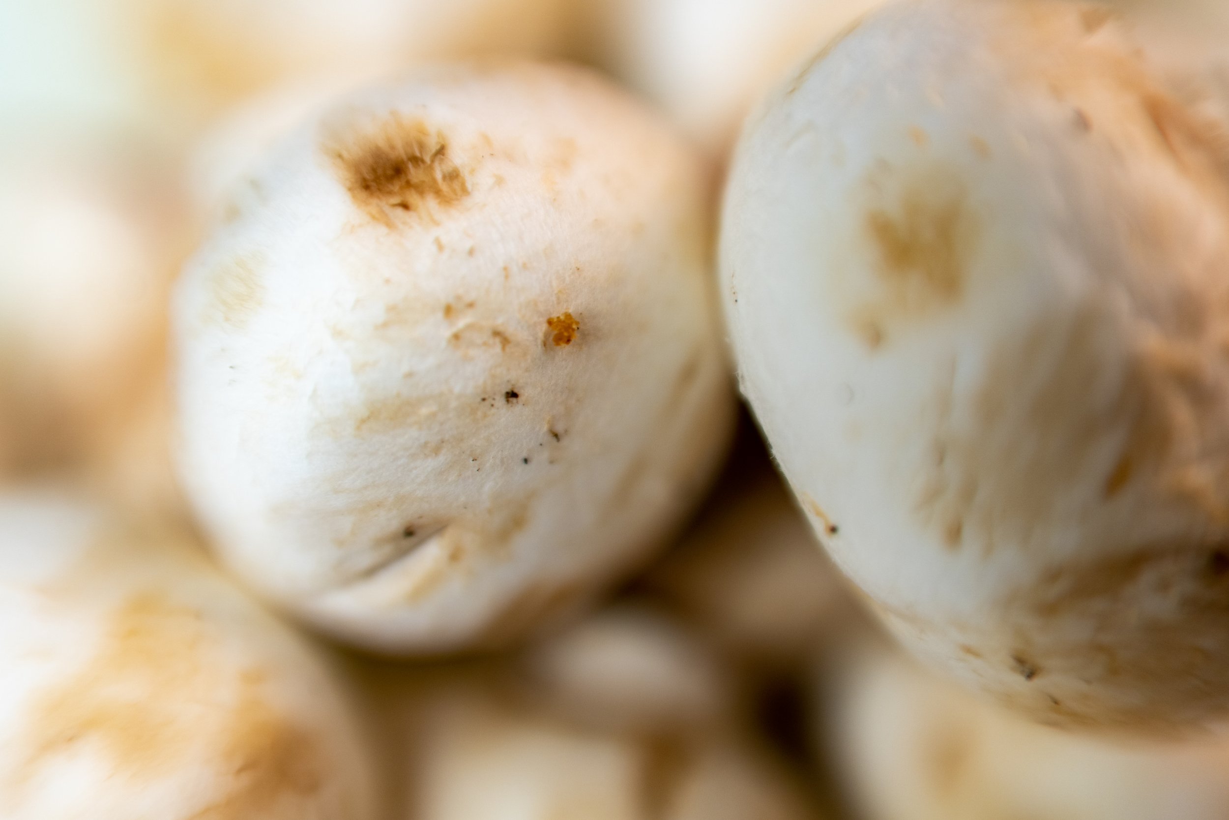 Stuffed Mushrooms photo